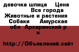 девочка шпица  › Цена ­ 40 000 - Все города Животные и растения » Собаки   . Амурская обл.,Архаринский р-н